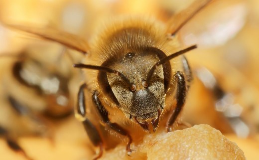 chodron bee